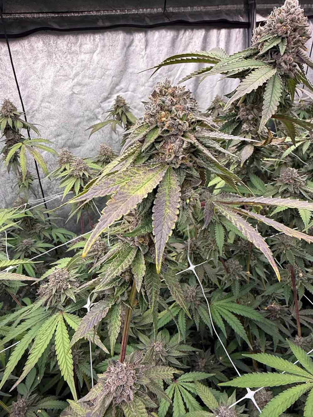 Fast Buds Biscotti Gelato Feminisierte Hanfsamen Blüte