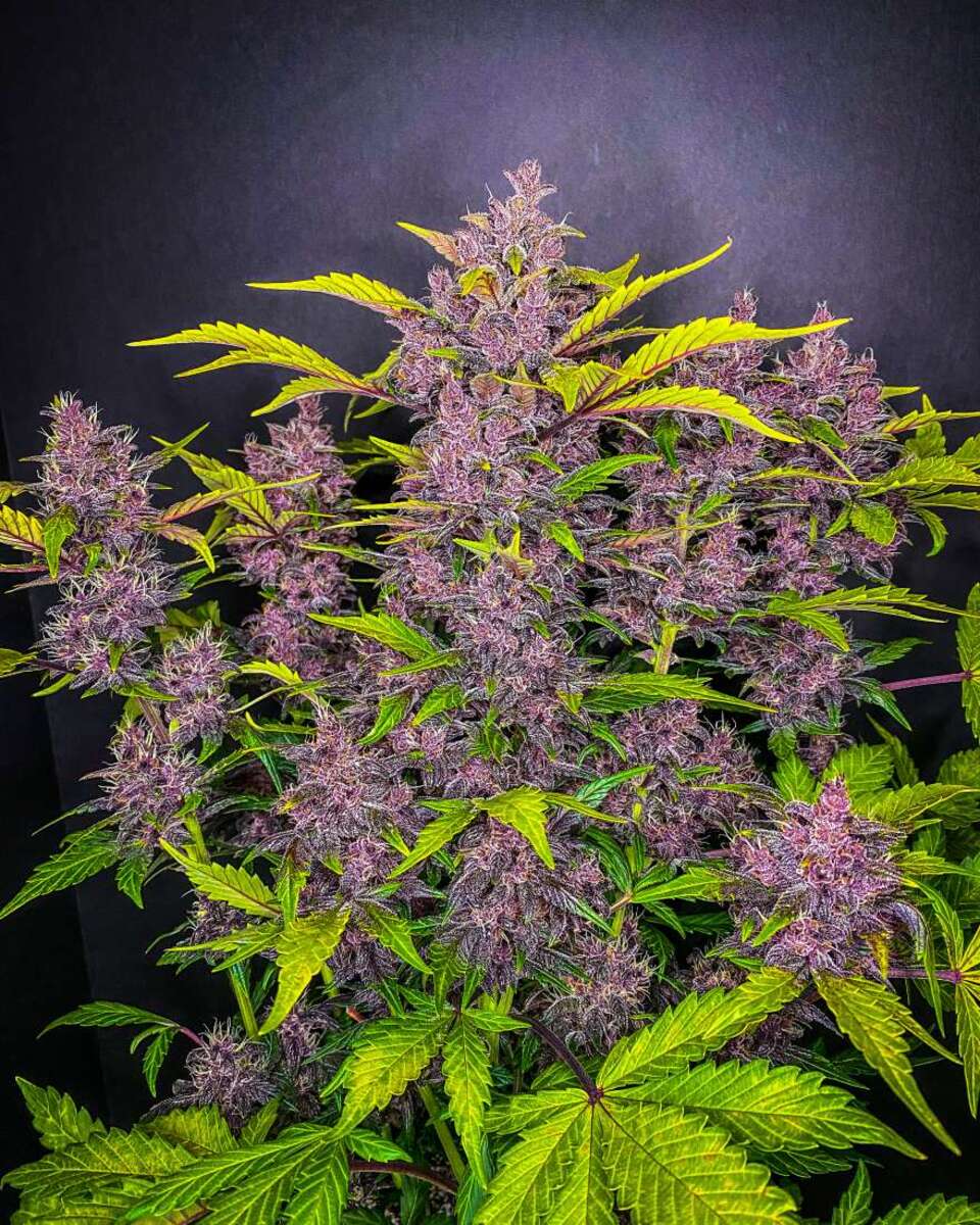 Fast Buds Blackberry automatic Hanfsamen