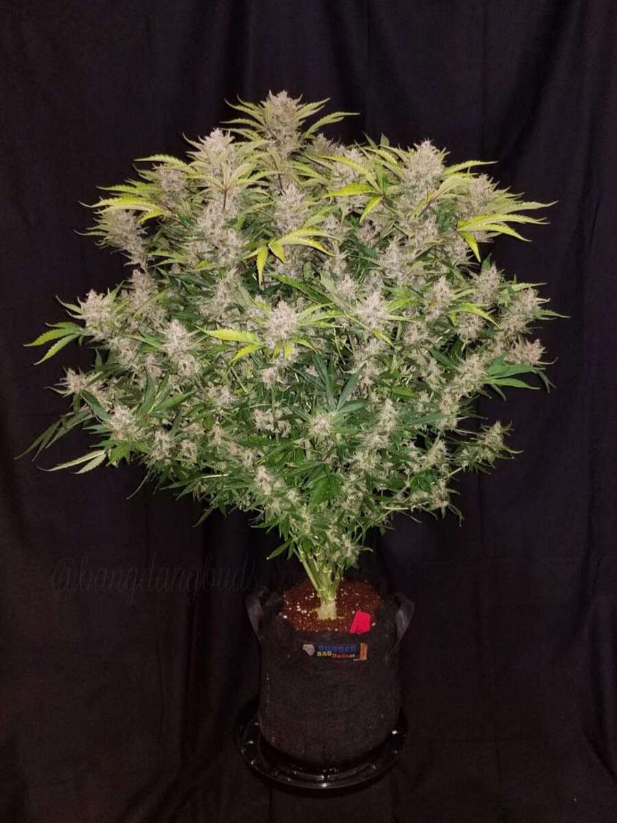 Fast Buds C4 automatic Hanfsamen