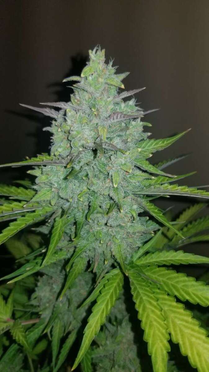 Fast Buds Cheese automatic Hanfsamen