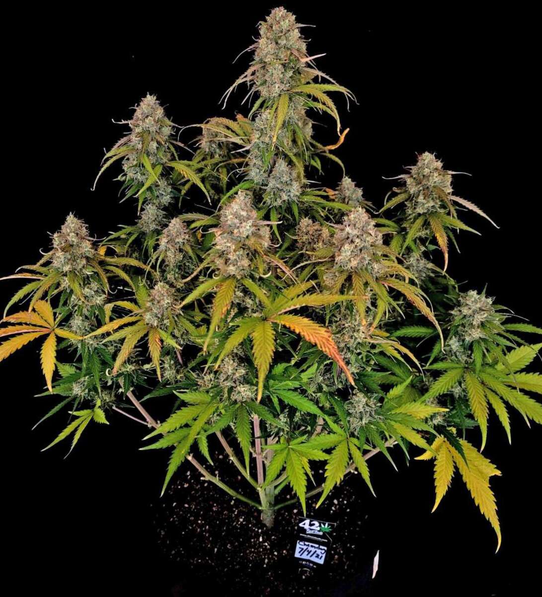 Fast Buds Chemdawg automatic Hanfsamen