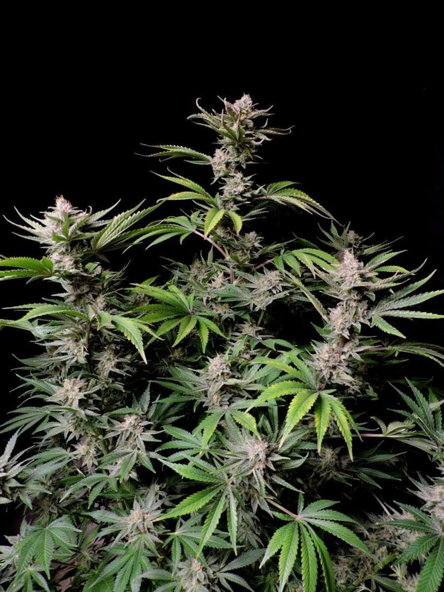 Fast Buds Cherry Cola automatic Hanfsamen