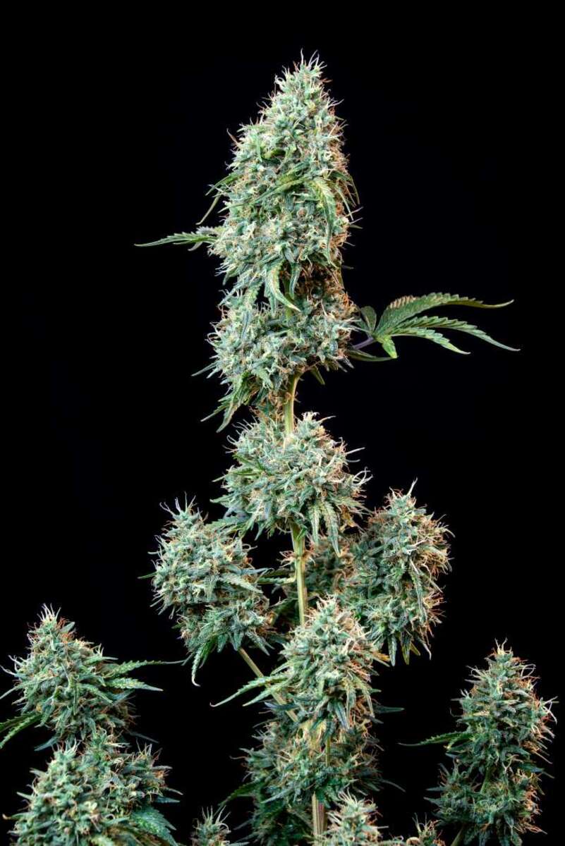 Fast Buds Cinderella automatic Hanfsamen