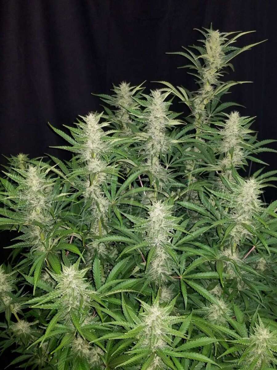 Fast Buds g14 automatic Hanfsamen