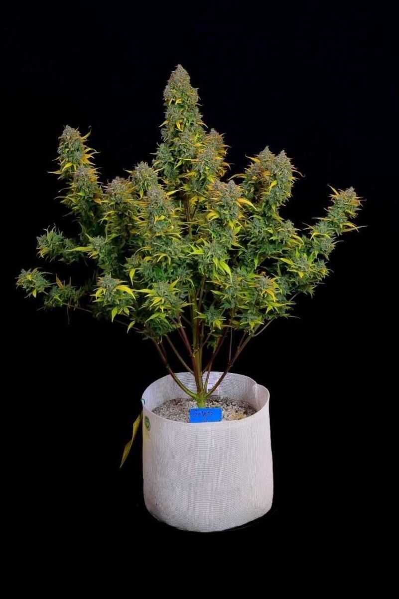 Fast Buds gelato automatic Hanfsamen