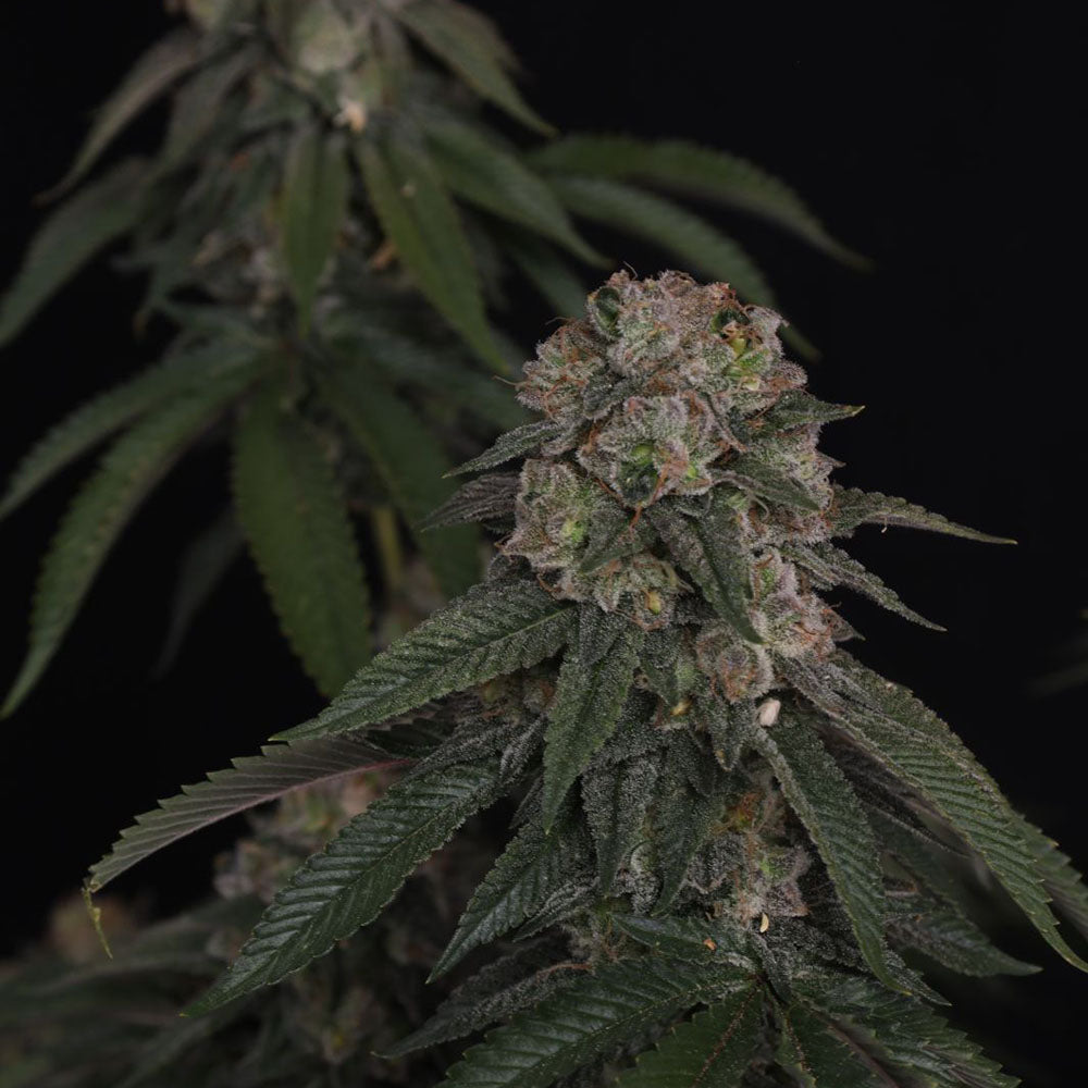 FastBuds GG#4 Feminisierte Hanfsamen Blüte