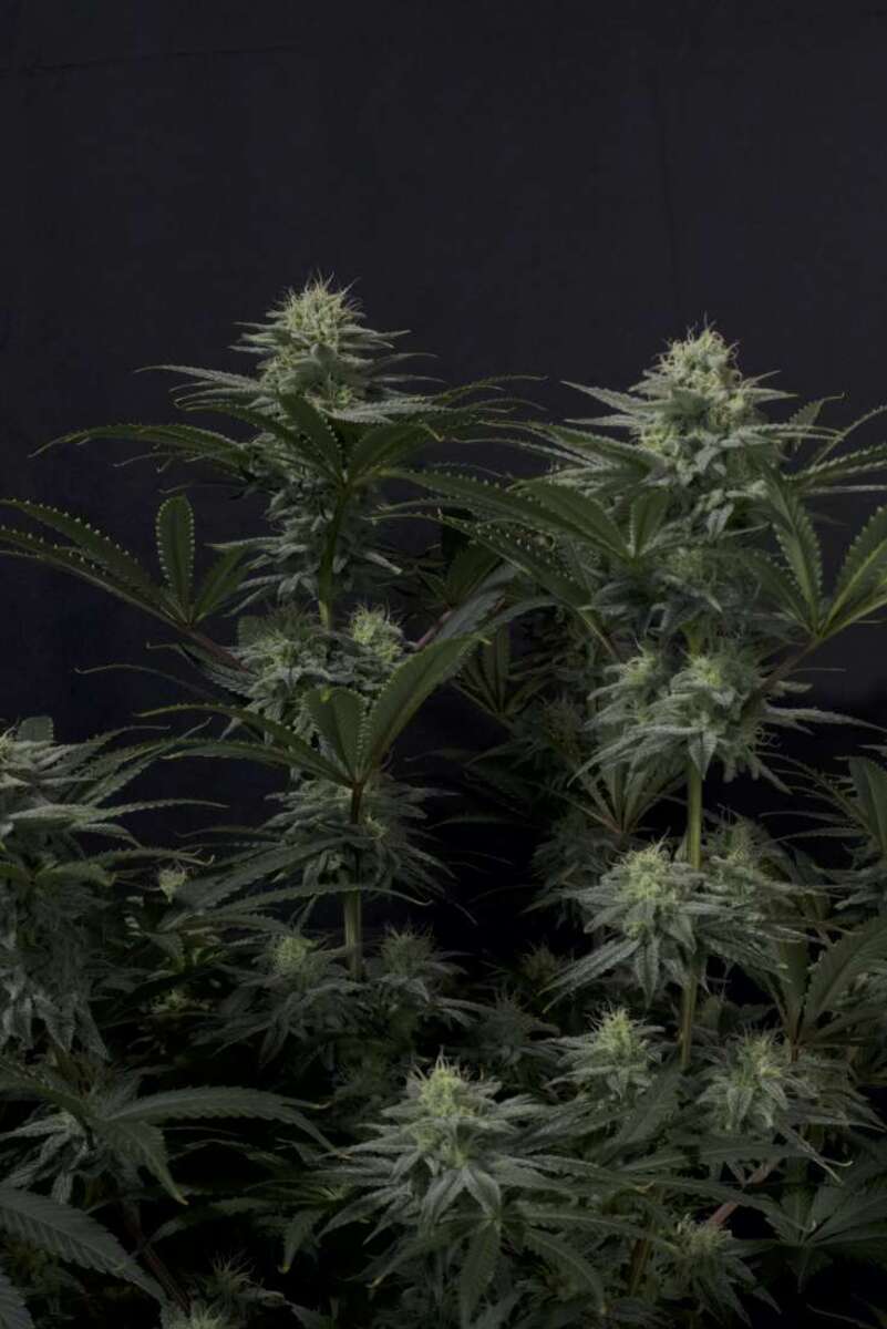 Fast Buds GG4 Sherbet FF femenisirt Hanfsamen