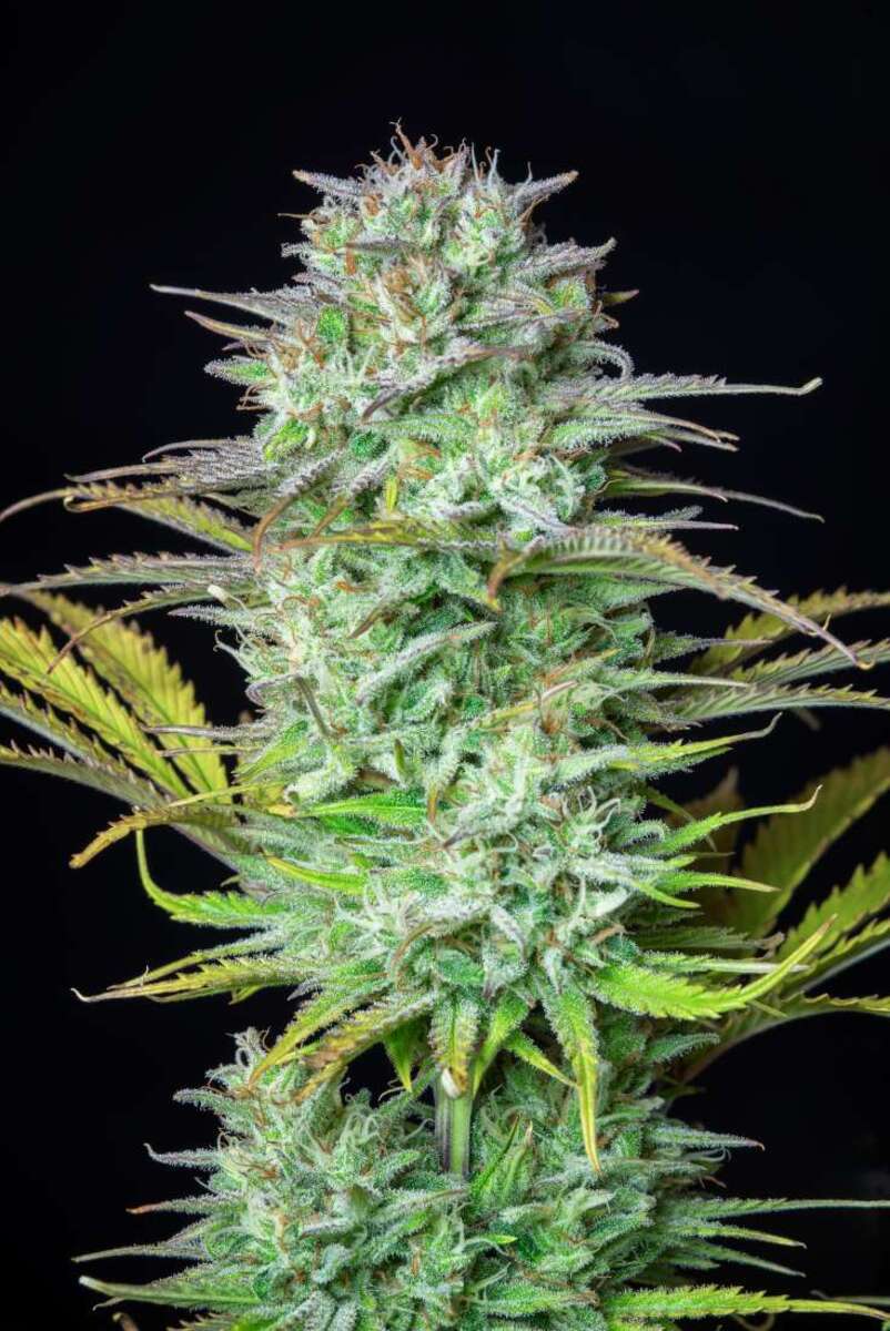 Fast Buds Kosher Cake automatic Hanfsamen