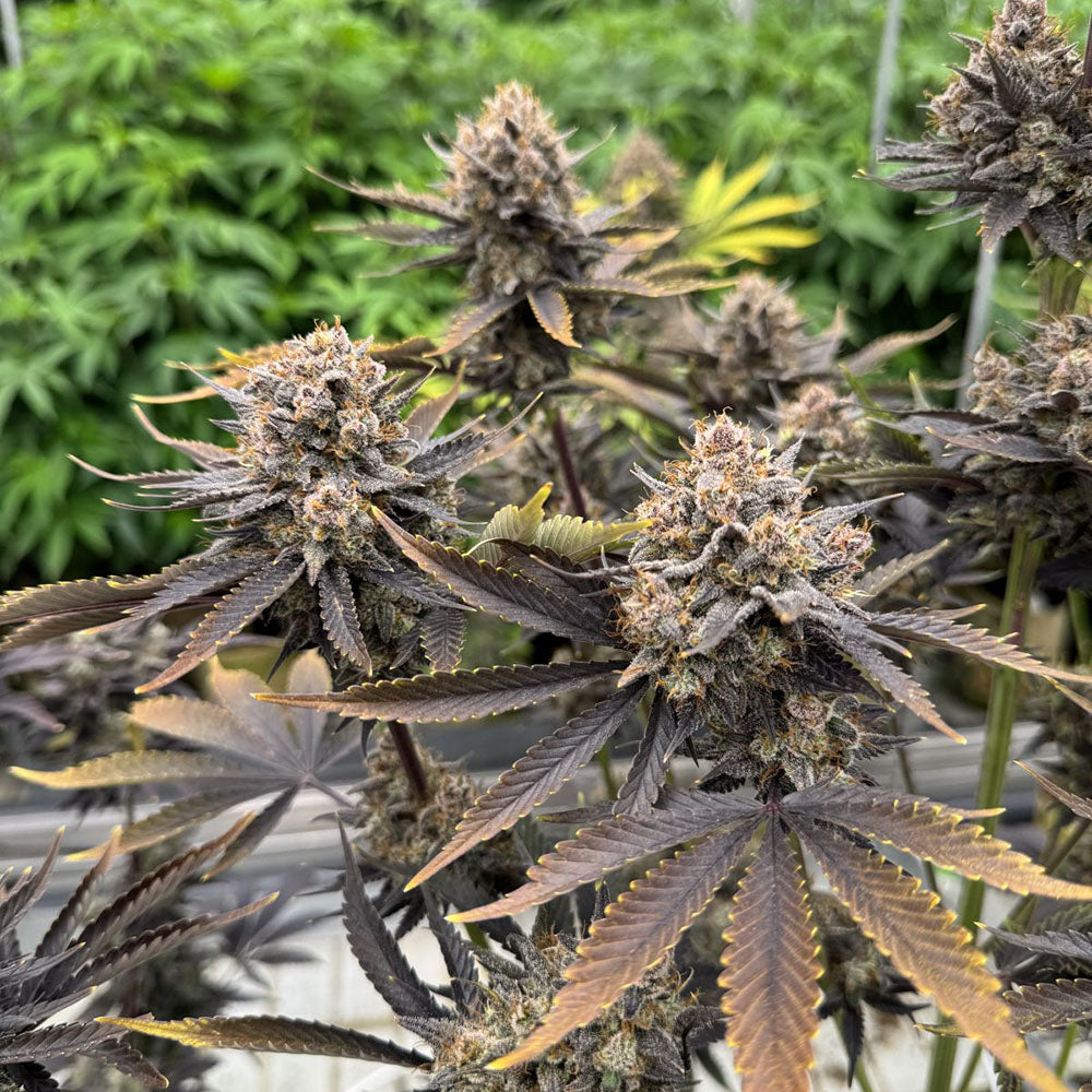 420 FastBuds Banana Purple Punch RF3 Automatic Hanfsamen