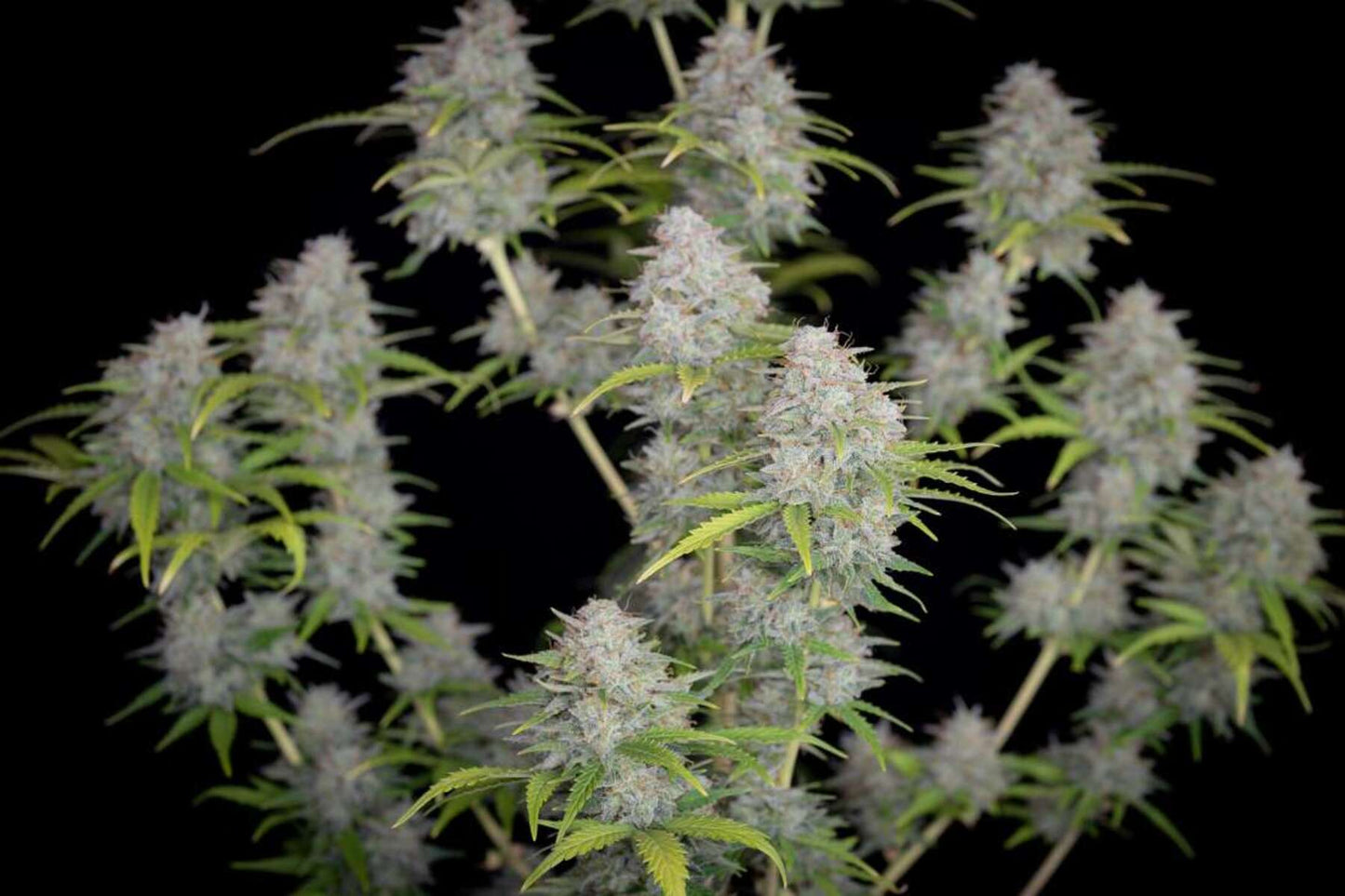 Fast Buds Orange Sherbet automatic Hanfsamen