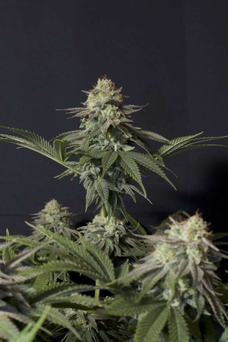 Fast Buds Orange Sherbet FF feminisiert femenisirt Hanfsamen