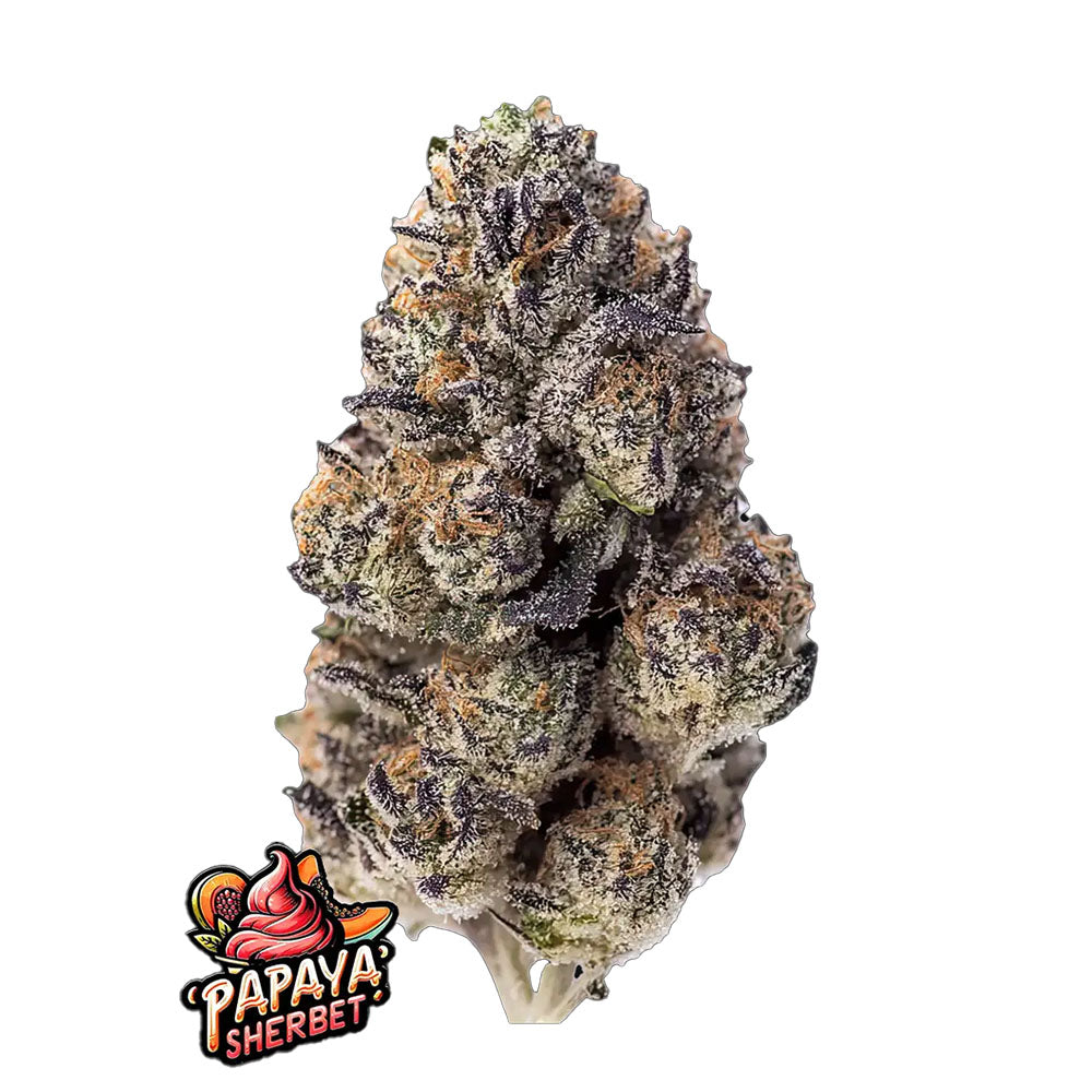 FastBuds Papaya Sherbert Feminisierte Hanfsamen Blüte