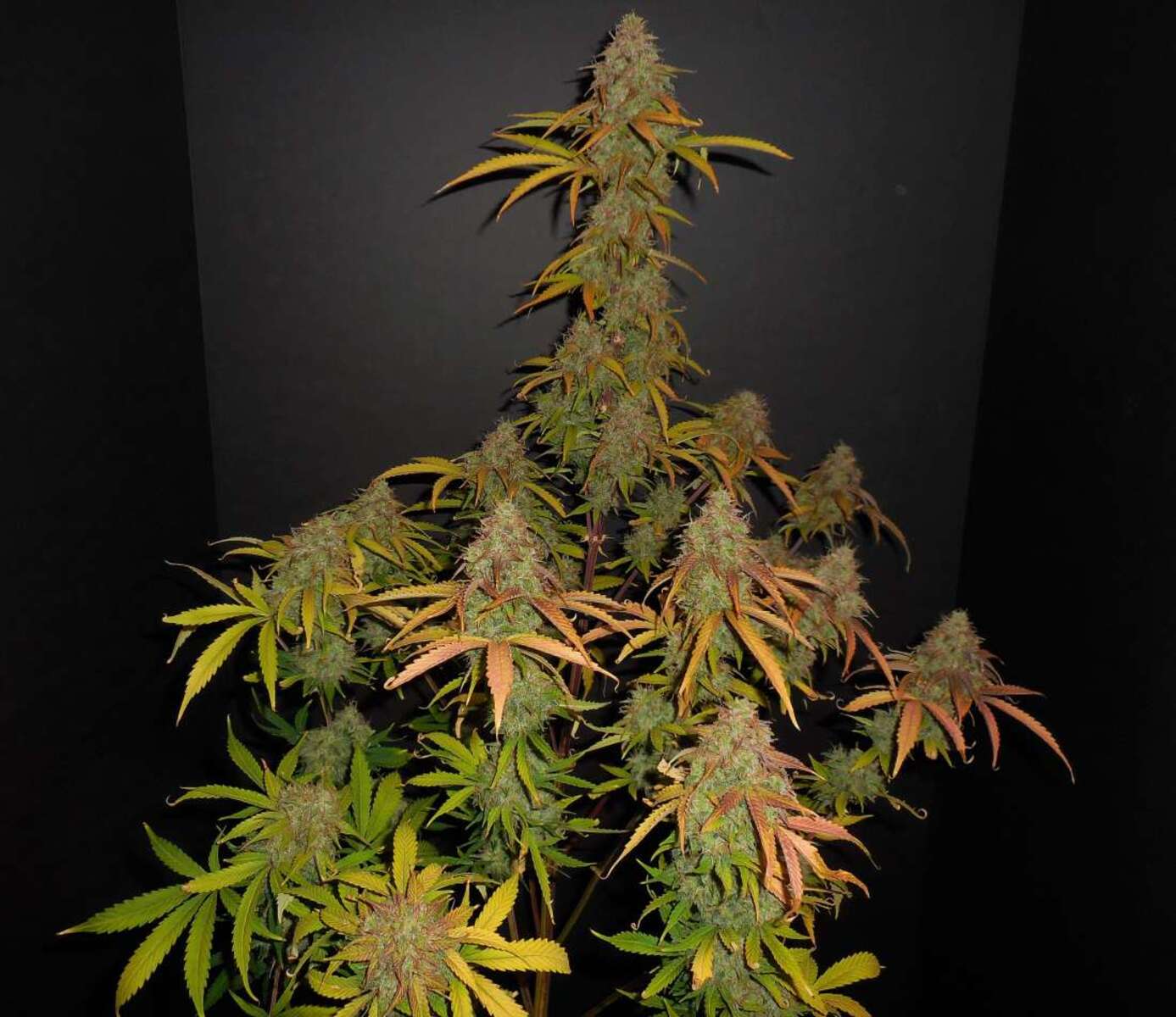 Fast Buds Pineapple Express automatic Hanfsamen