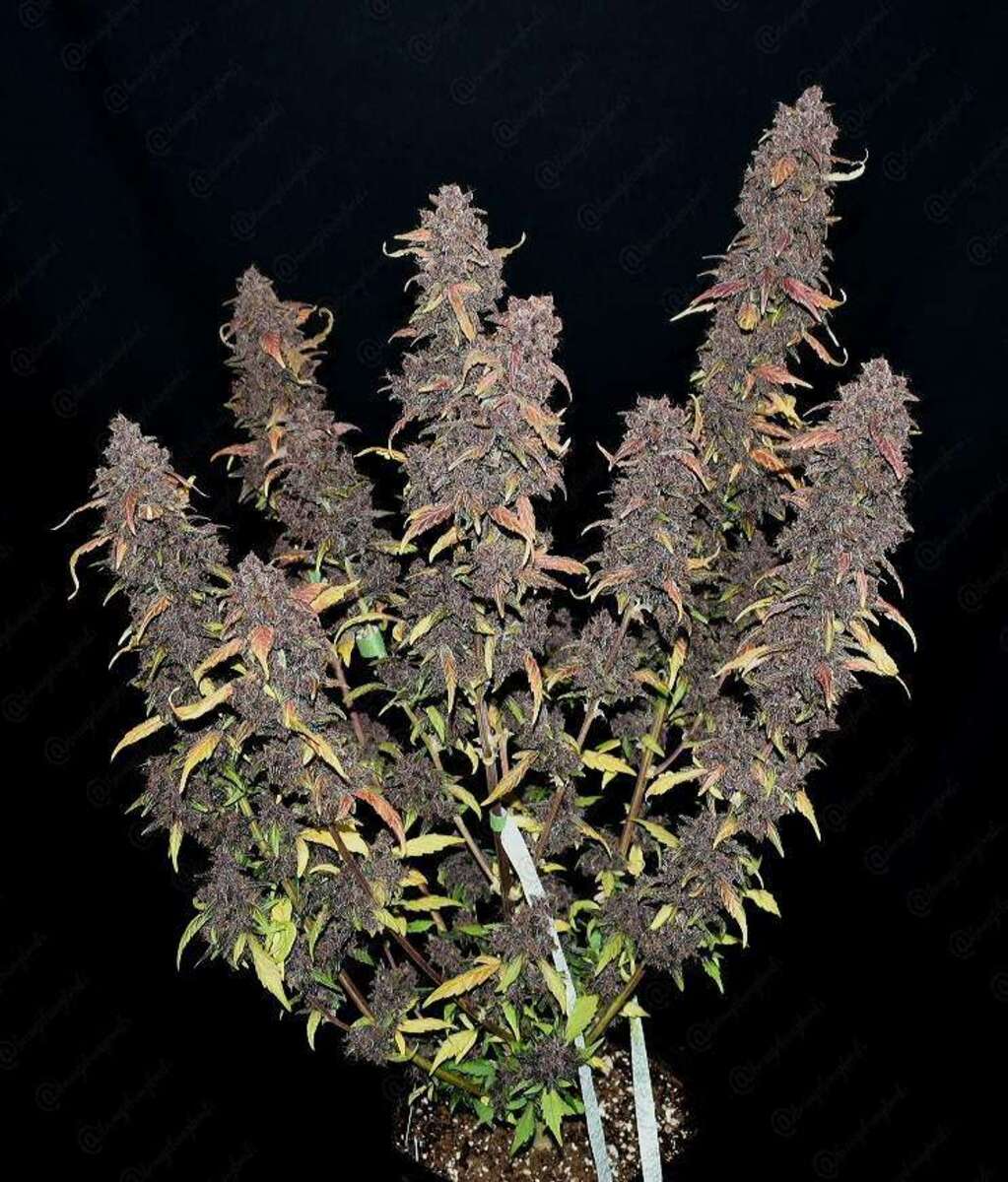 Fast Buds Purple Lemonade automatic Hanfsamen