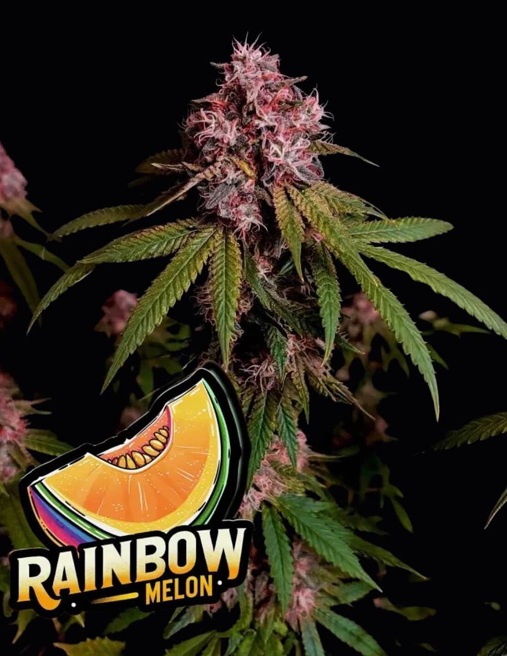 420FastBuds Rainbow Melon Feminiserte Hanfsamen Cannabisblüte