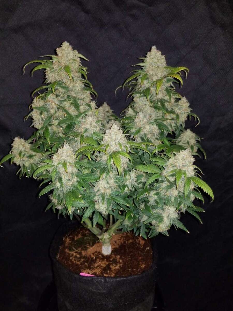 Fast Buds Zkittlez automatic Hanfsamen