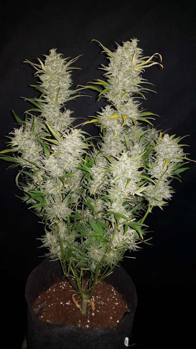 Fast Buds Sour Diesel automatic Hanfsamen