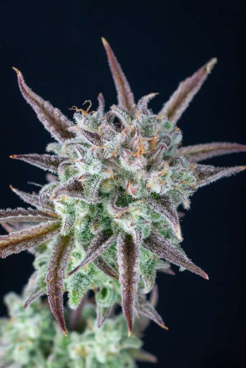 Fast Buds Strawberry Banana automatic Hanfsamen