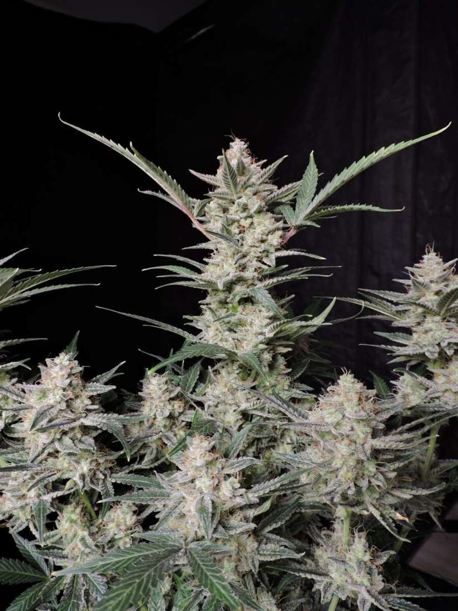 Fast Buds Strawberry Gorilla automatic Hanfsamen