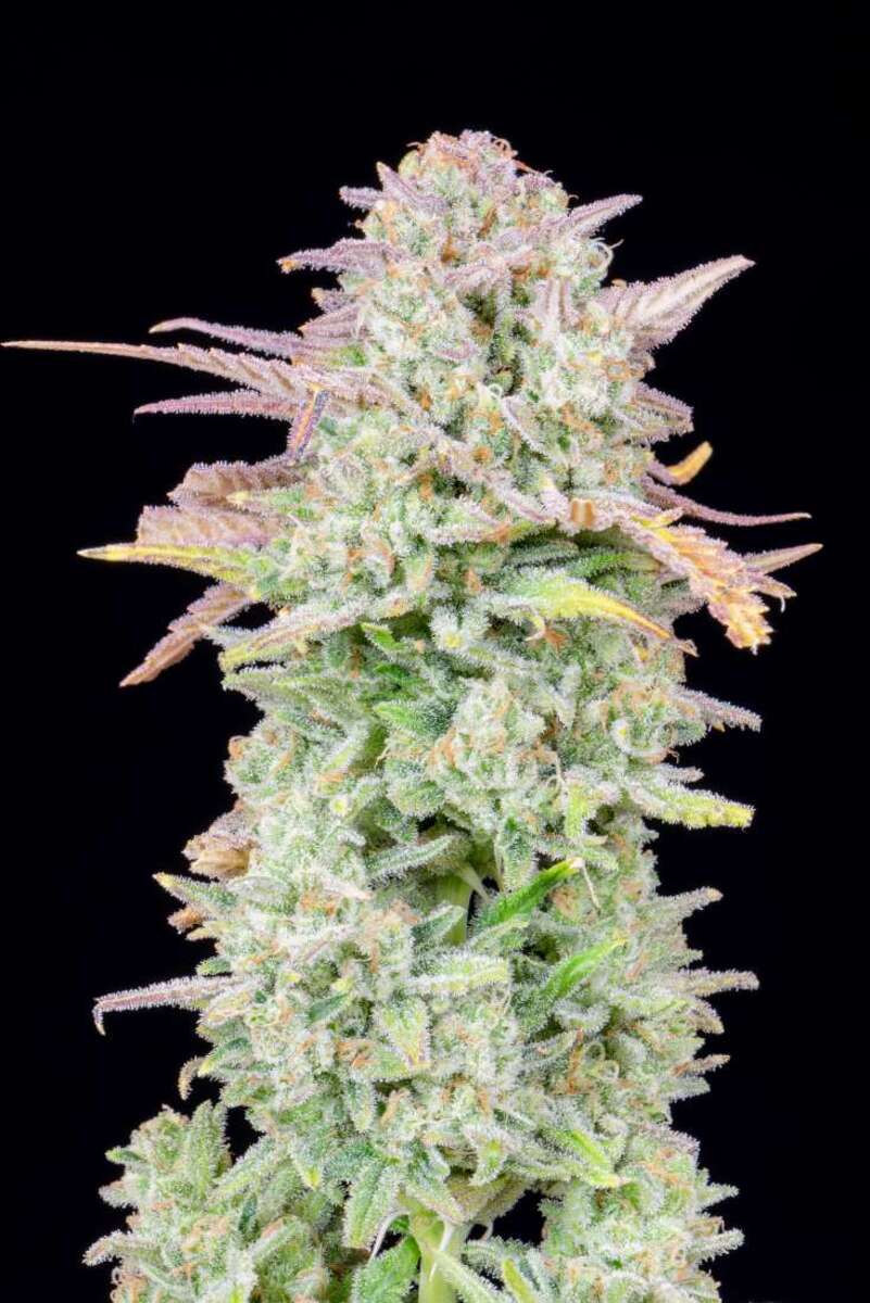 Fast Buds Trainwreck automatic Hanfsamen