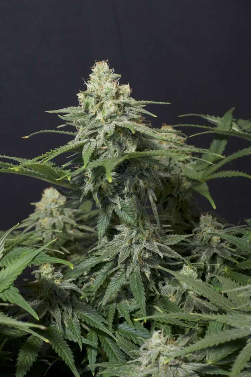 Fast Buds Wedding Cheesecake FF Feminisierte Hanfsamen