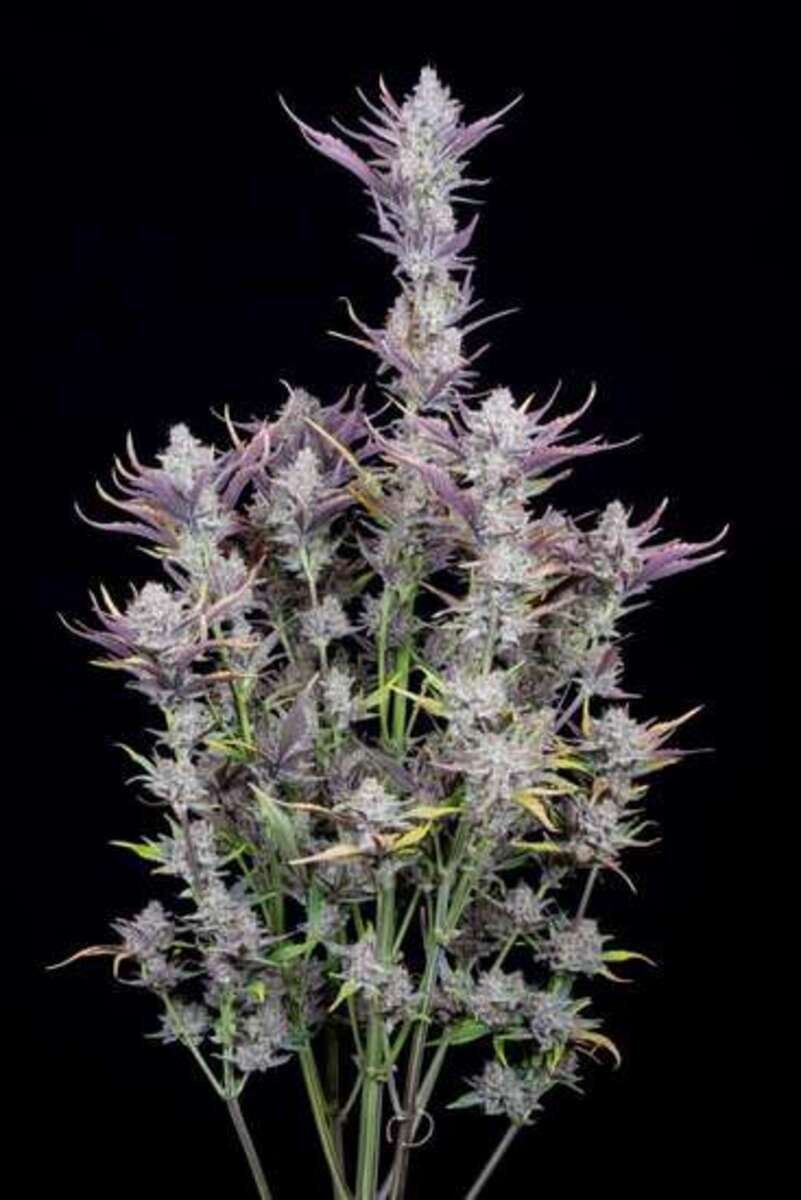 Fast Buds Weeding Glue automatic Hanfsamen