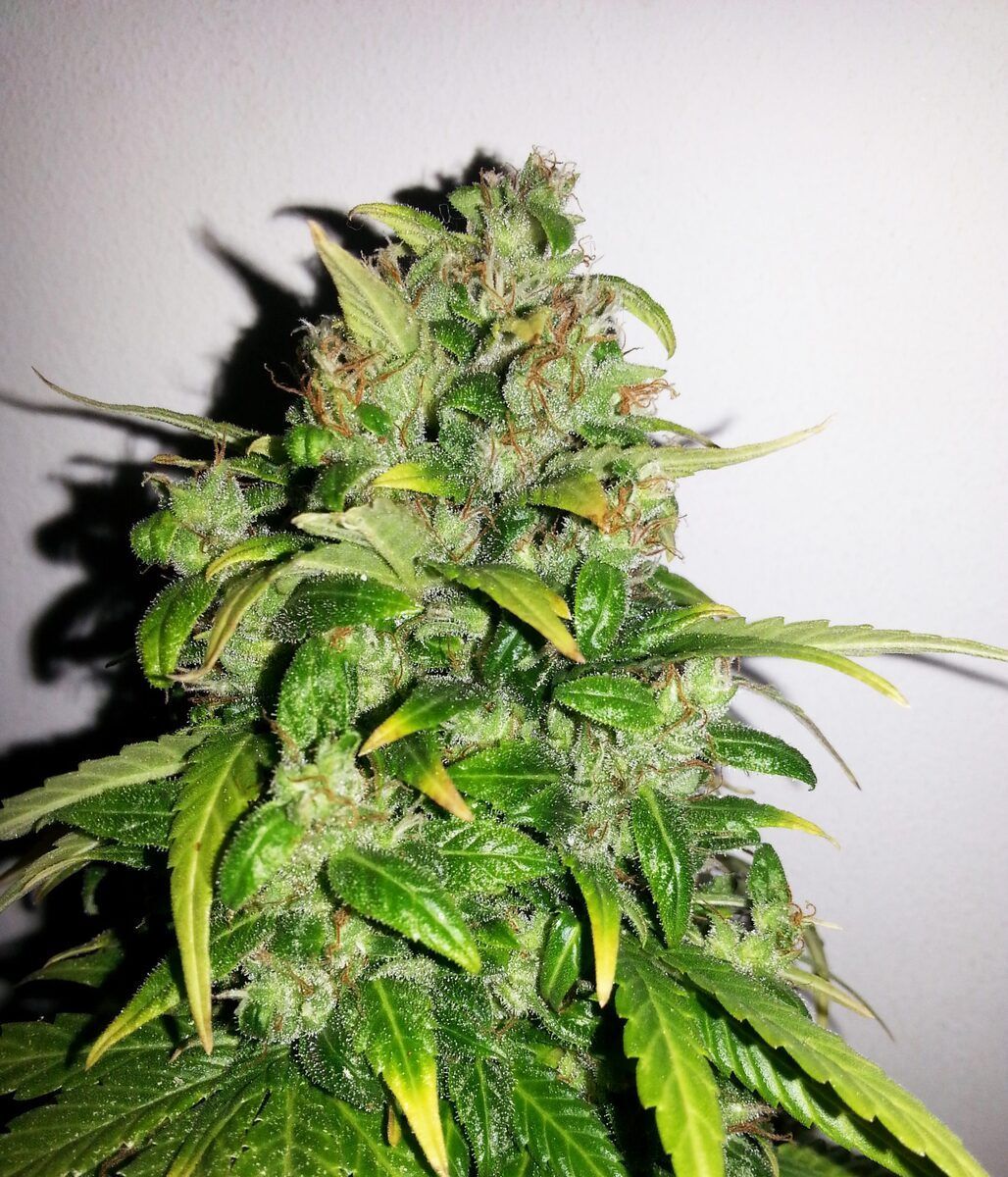 Female Seeds AK Automatic Hanfsamen