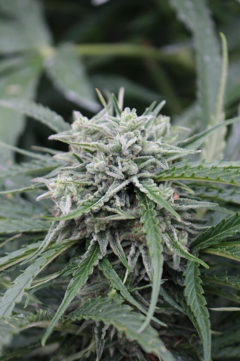 Female Seeds Auto NL Automatic Hanfsamen