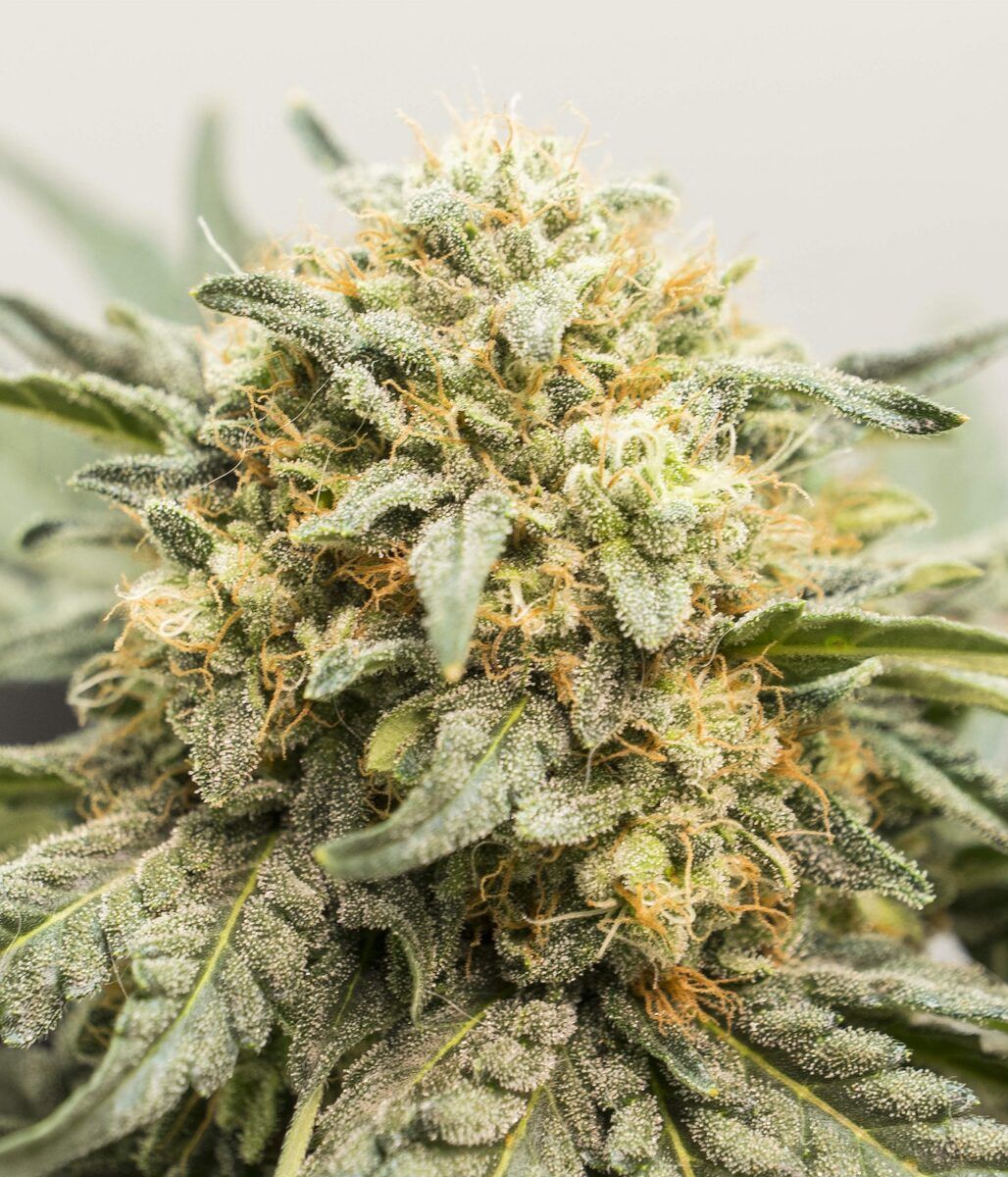 Female Seeds White Widow x Big Bud Automatic Hanfsamen