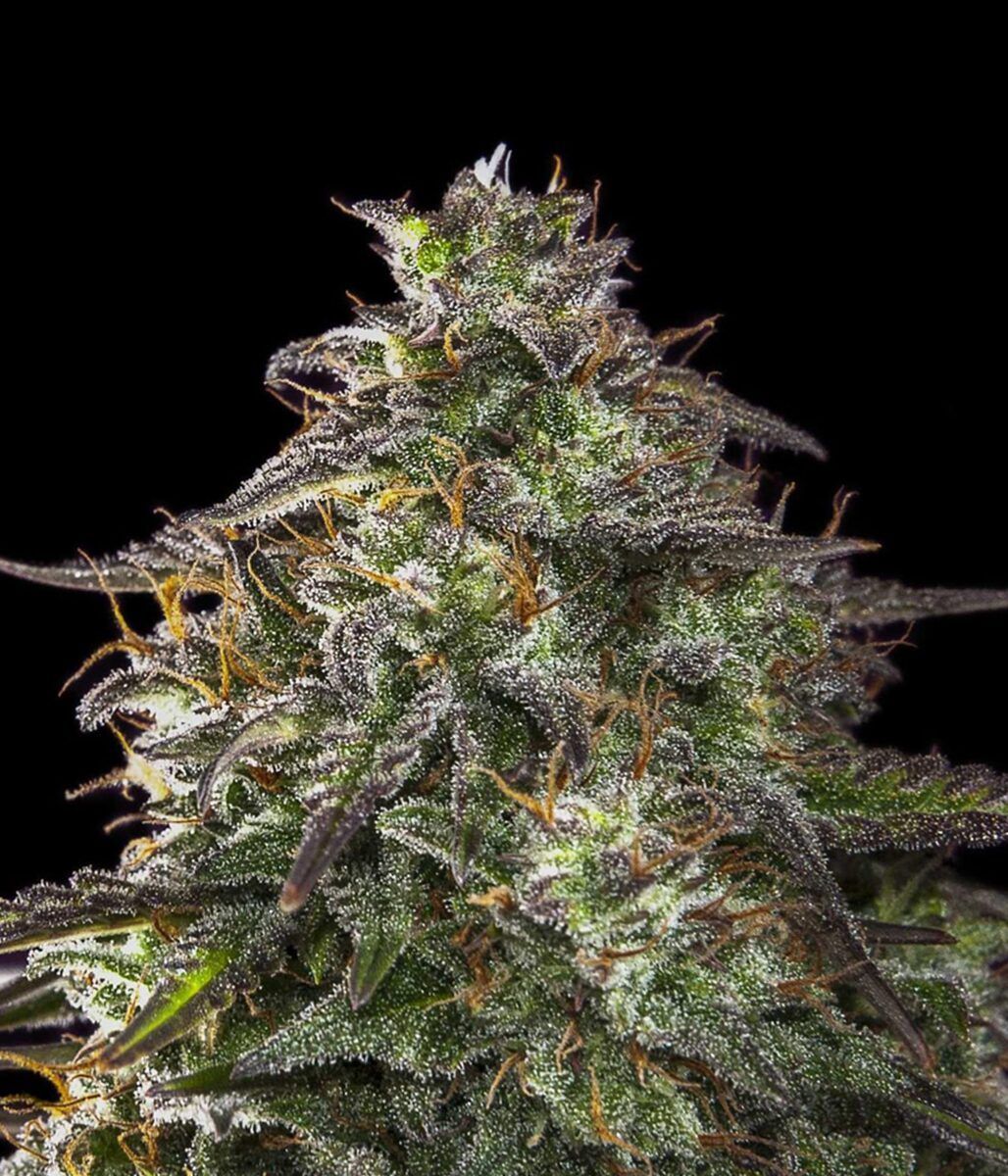 Female Seeds Blueberry Cheesecake Automatic Hanfsamen