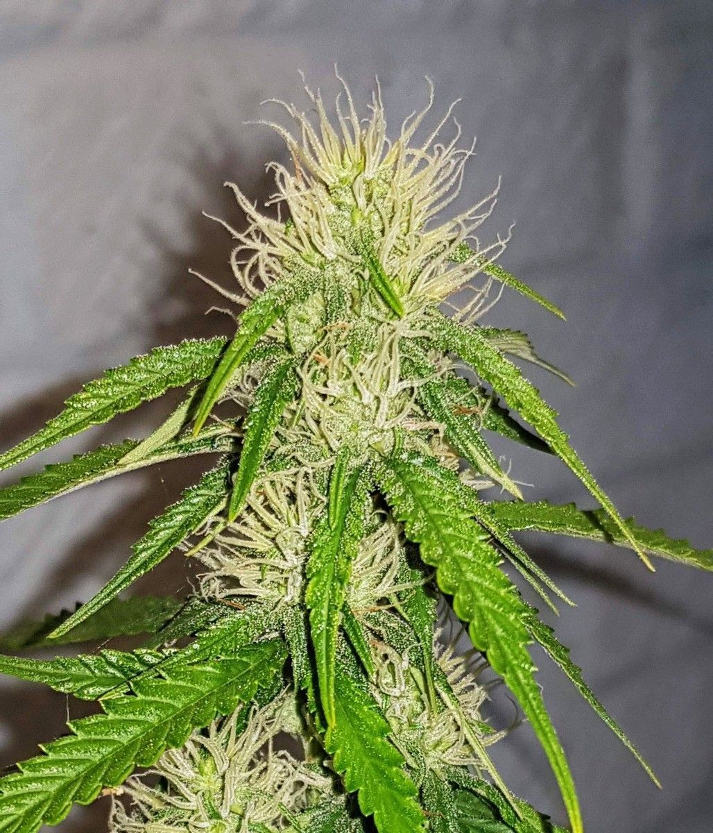 Female Seeds Bubble Automatic Hanfsamen