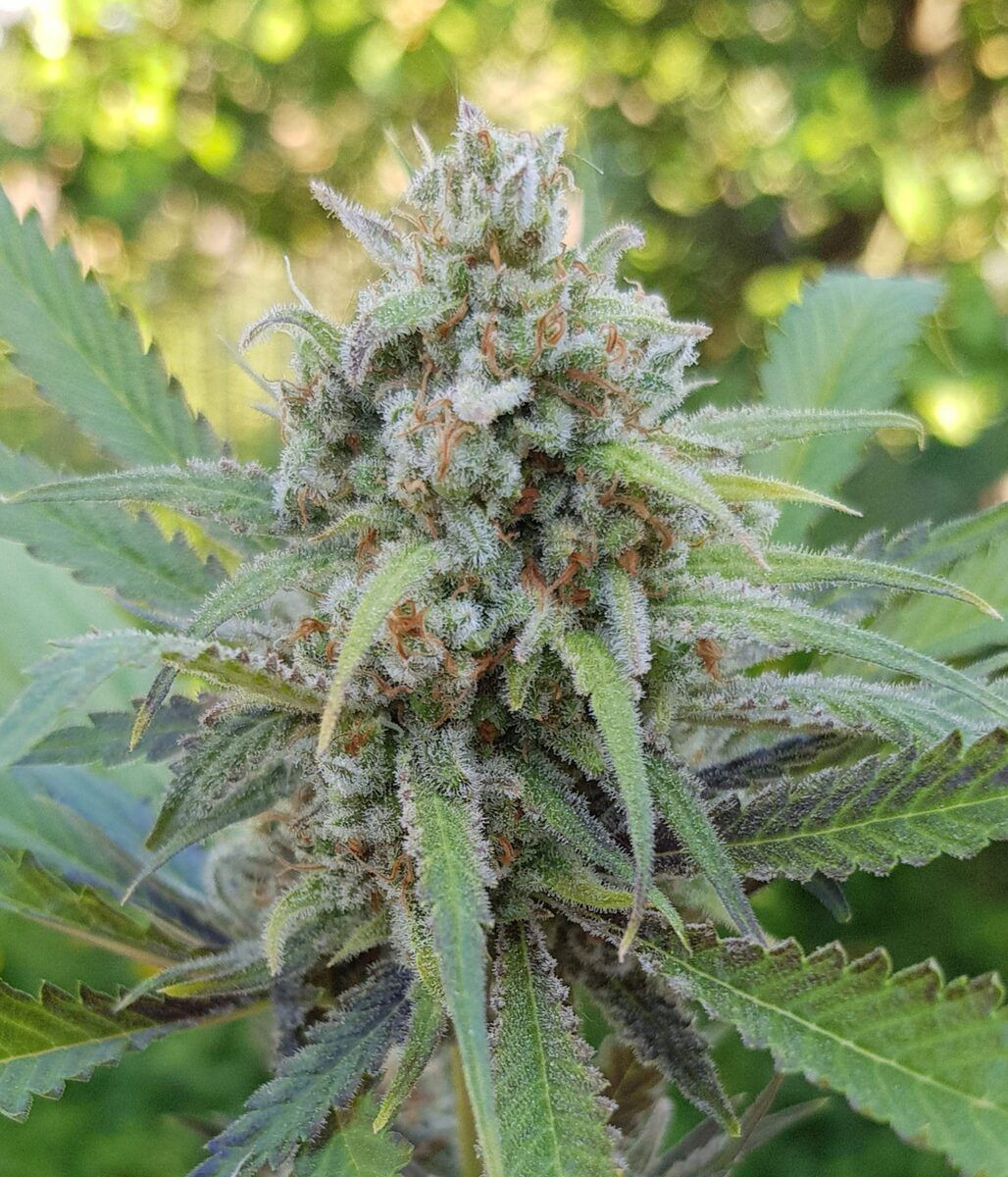 Female Seeds C99 Feminisierte Hanfsamen