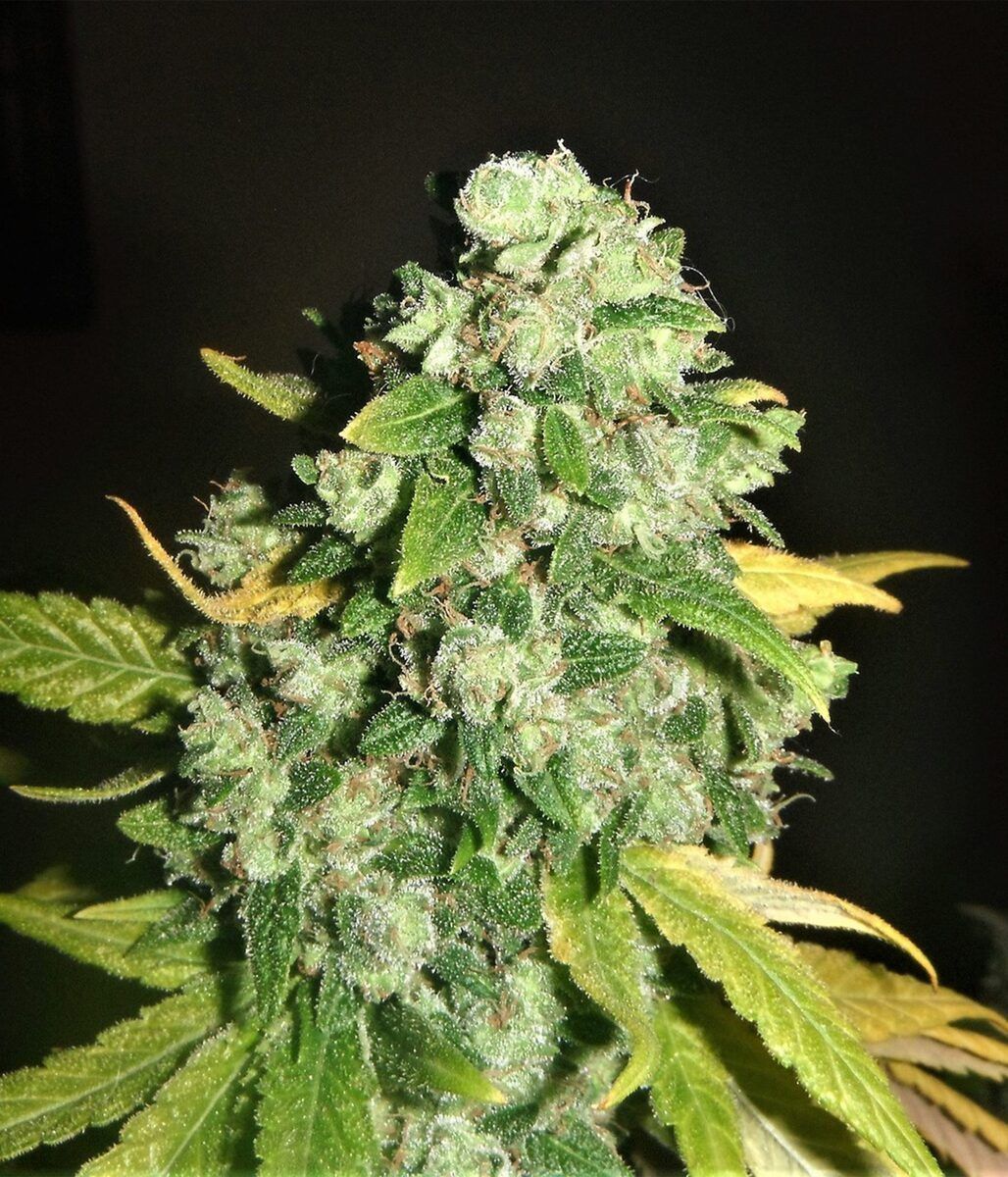 Female Seeds Chem OG Feminisierte Hanfsamen