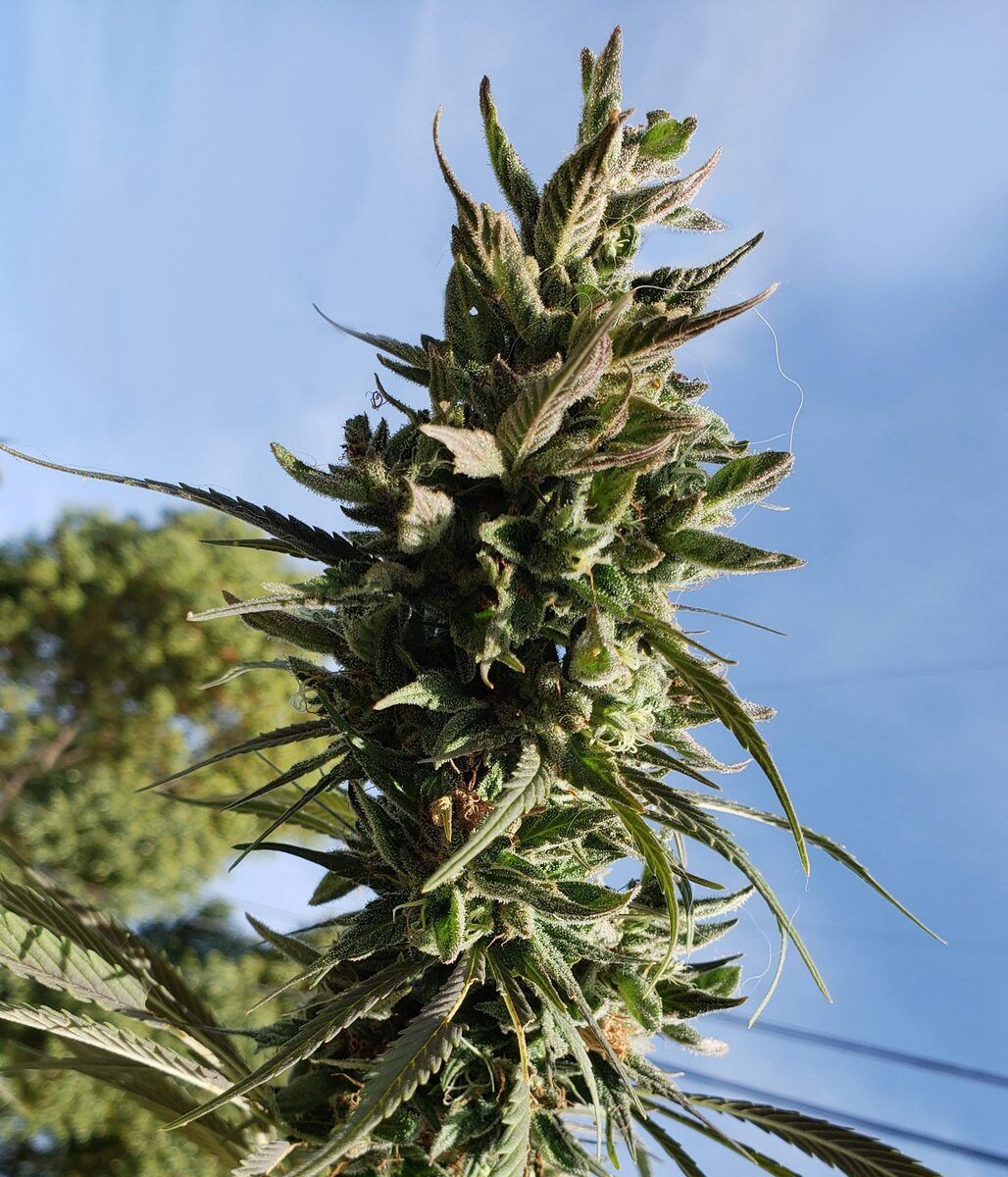 Female Seeds Dream Berry Feminisierte Hanfsamen