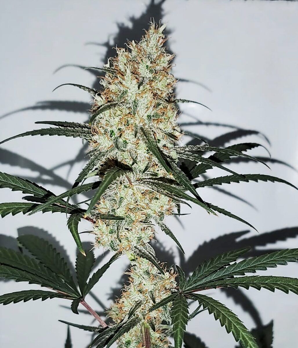 Female Seeds Grape Amnesia feminisierte Hanfsamen