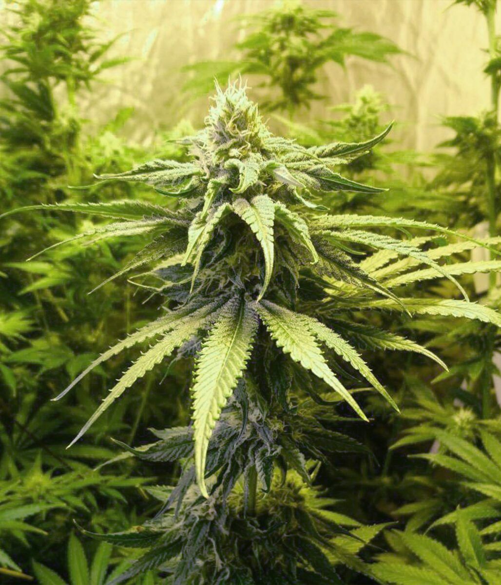 Female Seeds Mimosa Champagne feminisierte Hanfsamen