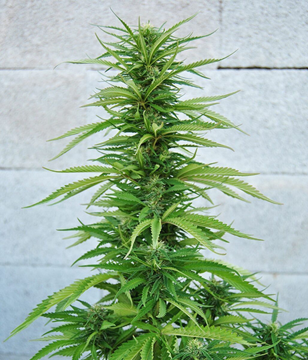 Female Seeds Outdoor Grapefruit Feminisierte Hanfsamen