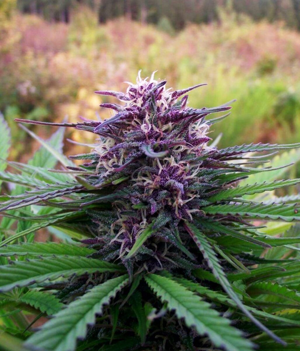 Female Seed White Purple Maroc Feminisierte Hanfsamen