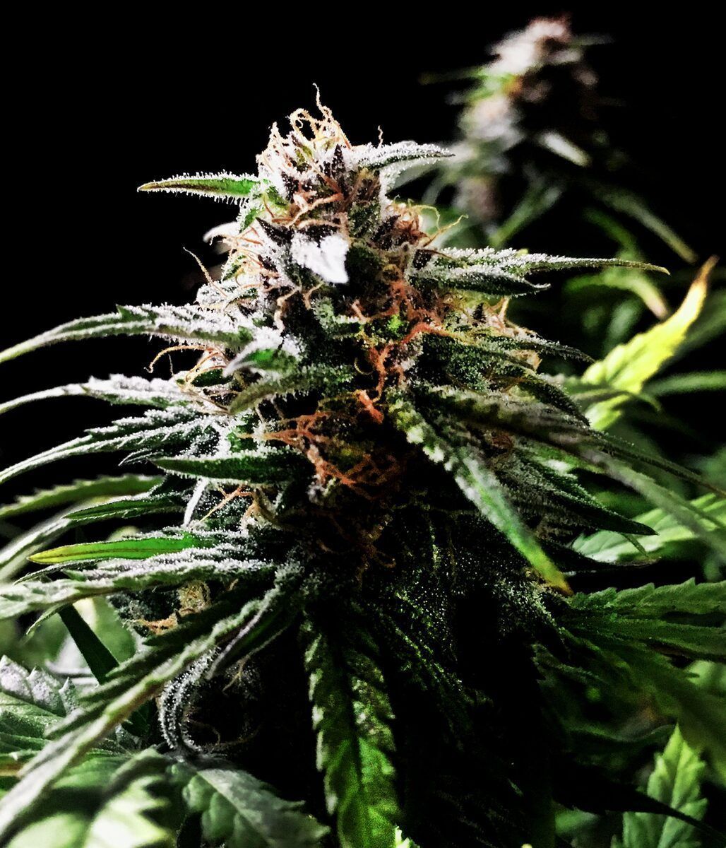 Female Seeds Speed Bud Automatic Hanfsamen