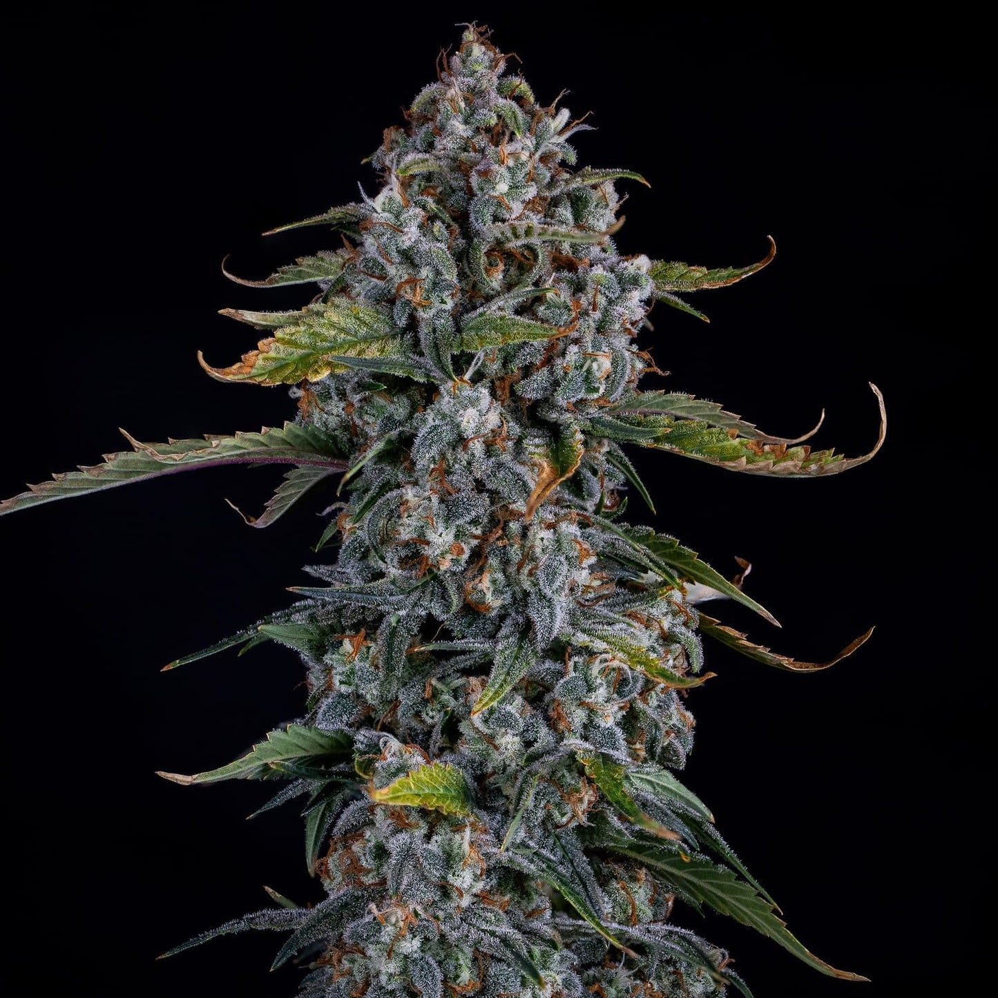 Mephisto Genetics Forum Stomper Automatic Hanfsamen