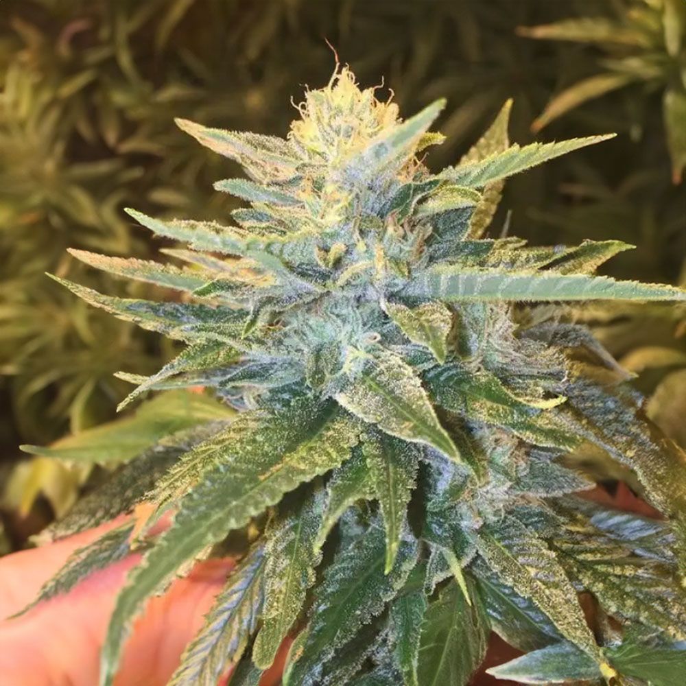 Grand Daddy Genetics Bay Lotus Reguläre Hanfsamen Blüte