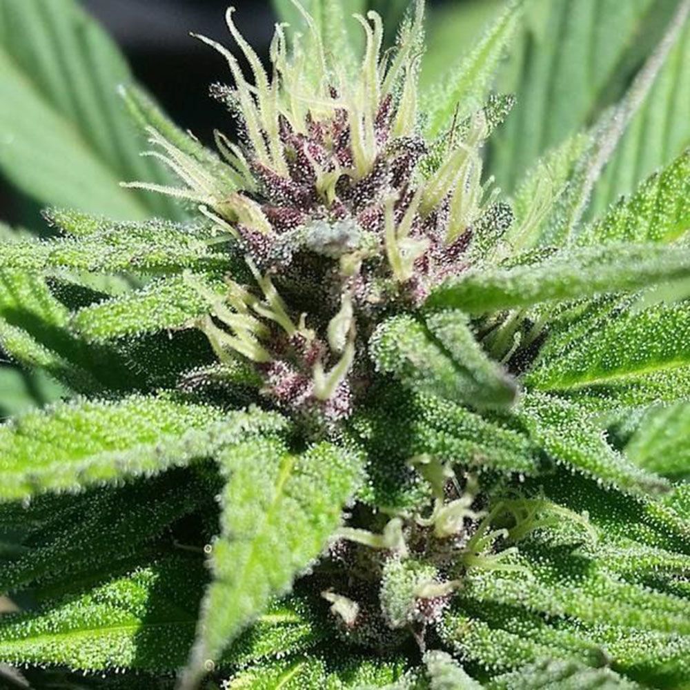 Grand Daddy Genetics Bay Thunderbolt Reguläre Hanfsamen Blüte