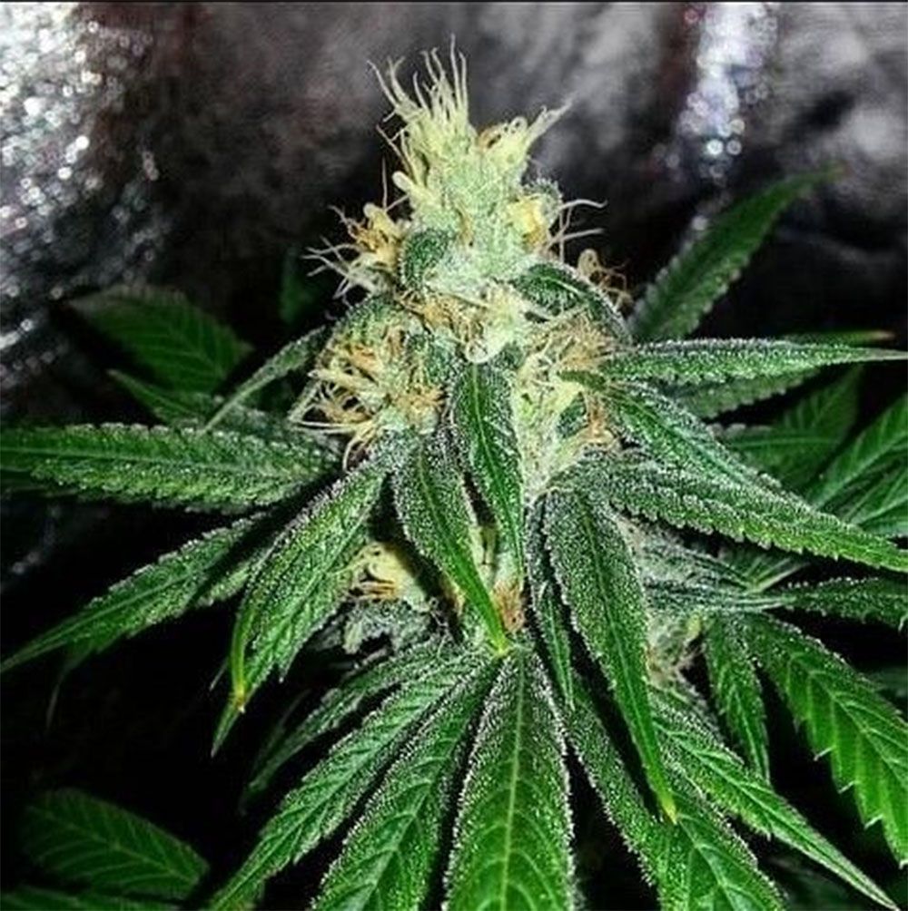 Grand Daddy Genetics Bay Larry Reguläre Hanfsamen Blüte