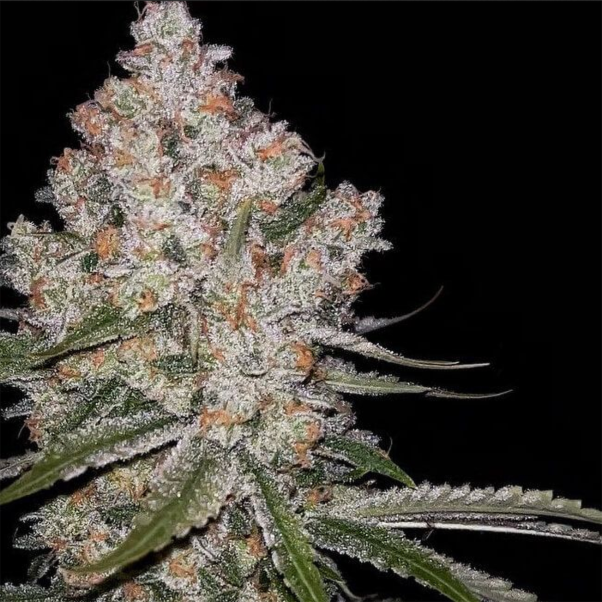 Green Bodhi Hazy Voyage Feminisierte Hanfsamen