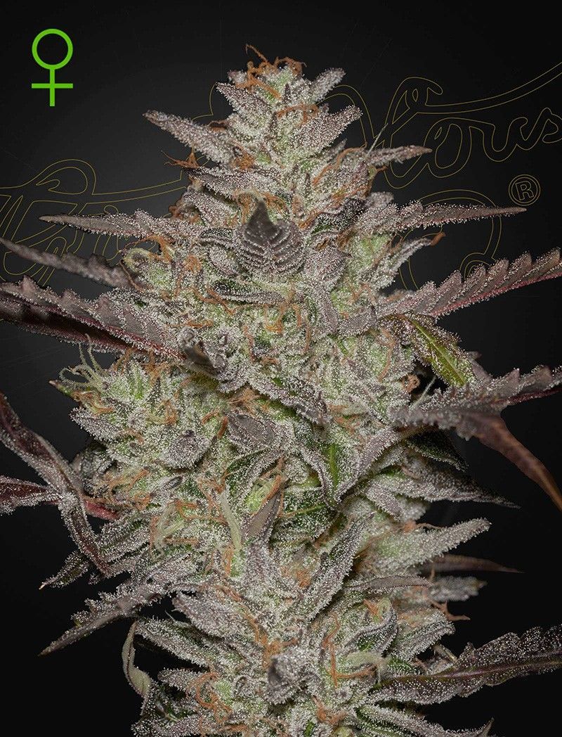 Greenhouse Seeds AlienZ automatic Hanfsamen