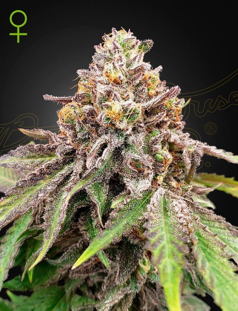 Greenhouse Seeds Blue Haze x Gelato 41 automatic Hanfsamen