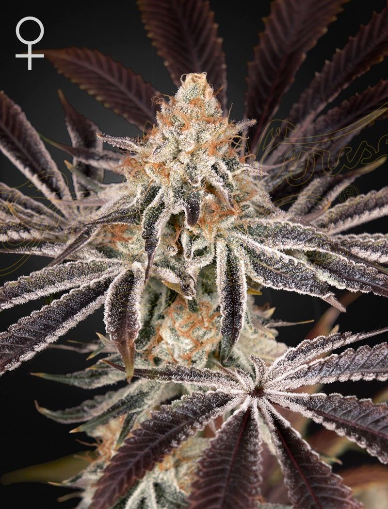 Greenhouse Seeds Dark Phoenix feminisierte Hanfsamen