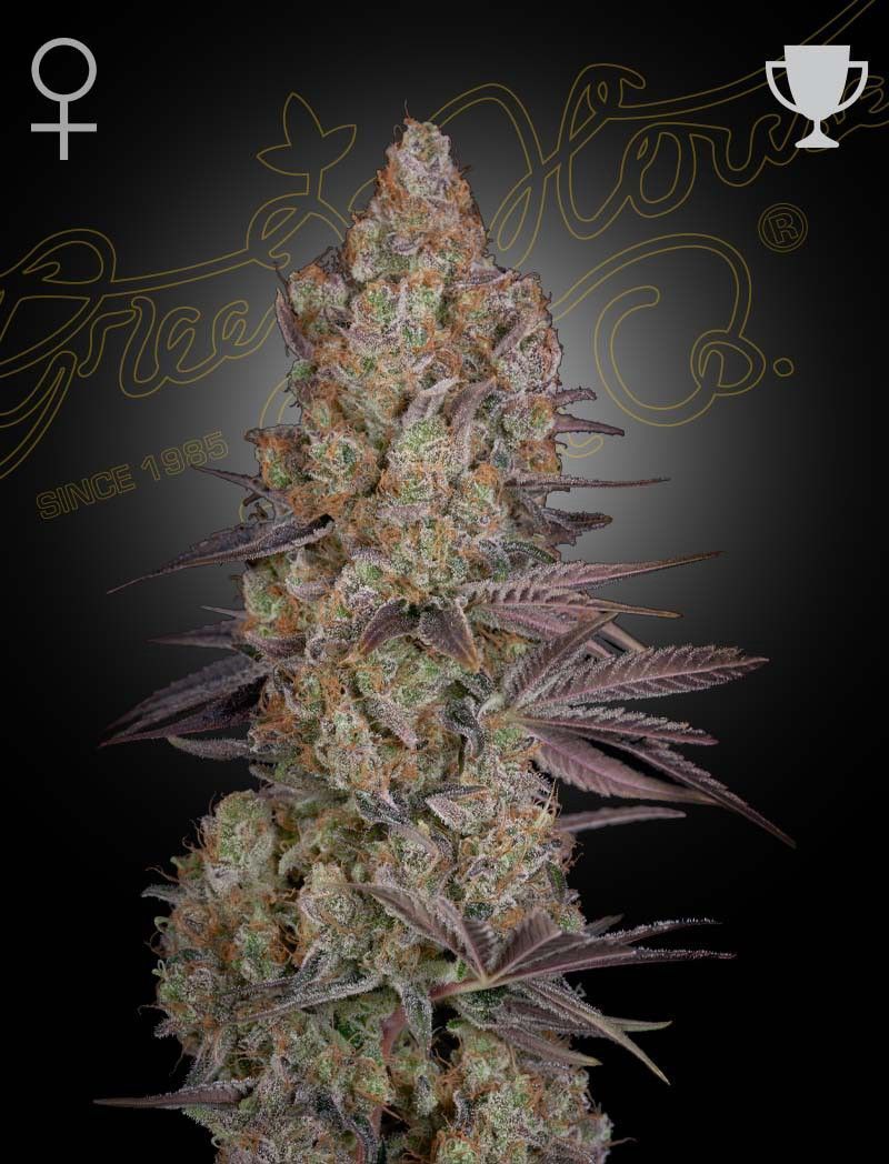 Greenhouse Seeds Exodus Cheese feminisierte Hanfsamen