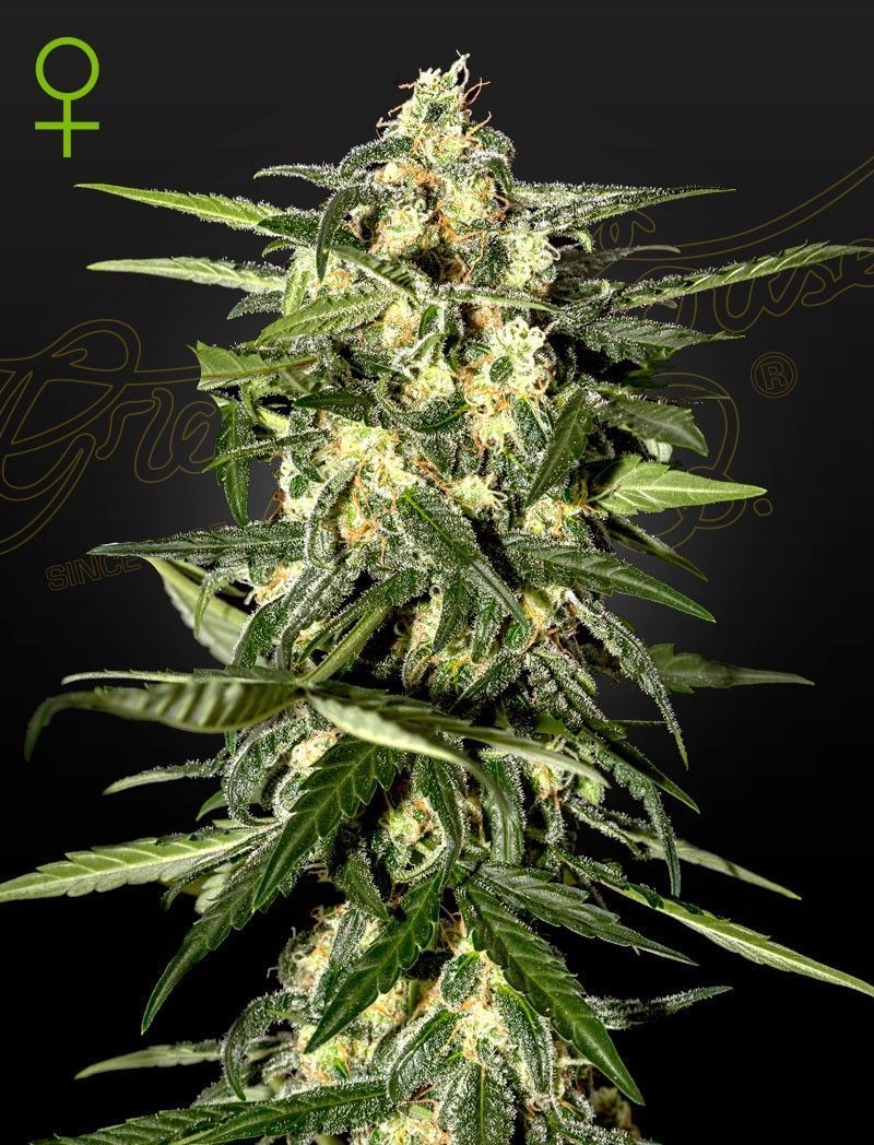 Greenhouse Seeds Jack Herer automatic Hanfsamen