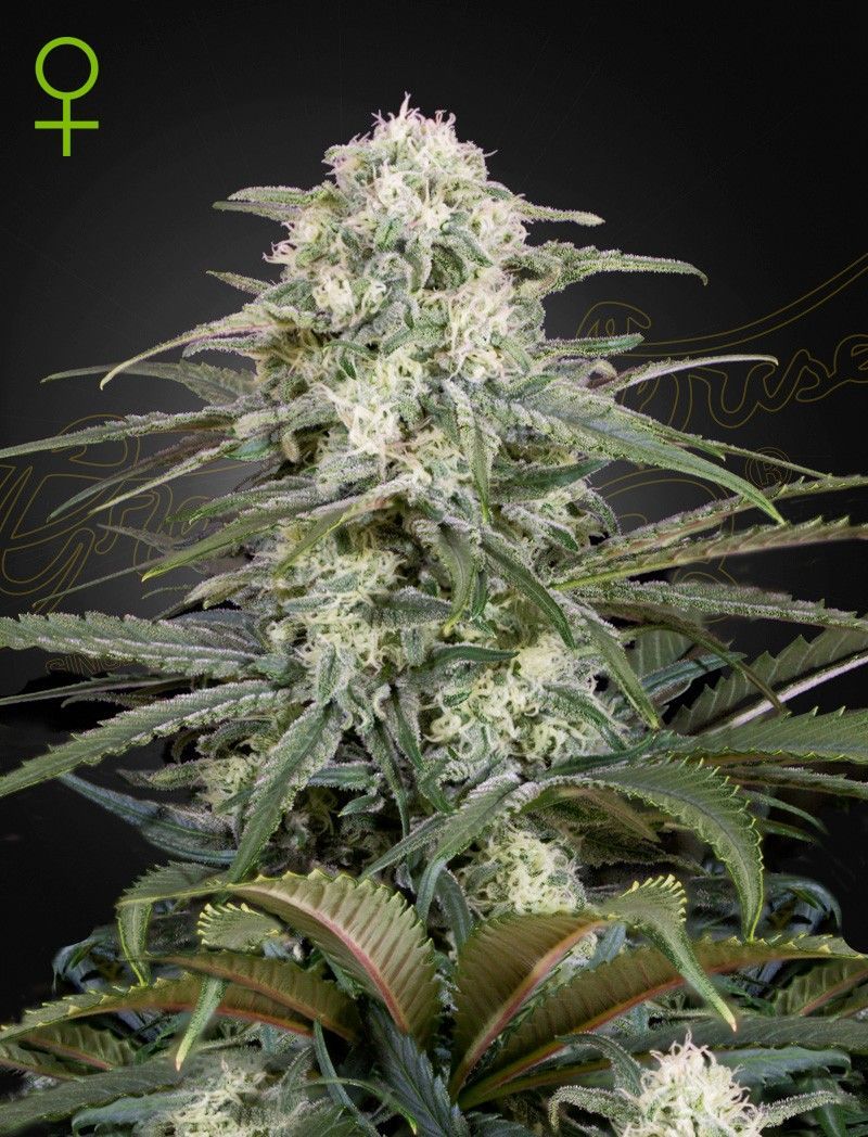 Greenhouse Seeds Kalashnikova automatic Hanfsamen